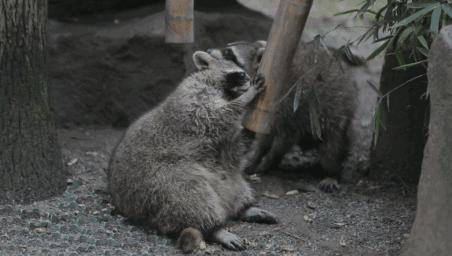 儿童玩的遛娃好去处,有动物的溜娃好去处