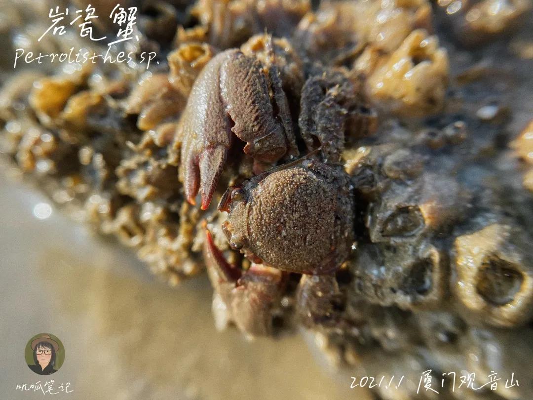 鼓浪屿赶海抓虫,鼓浪屿赶海佛手螺