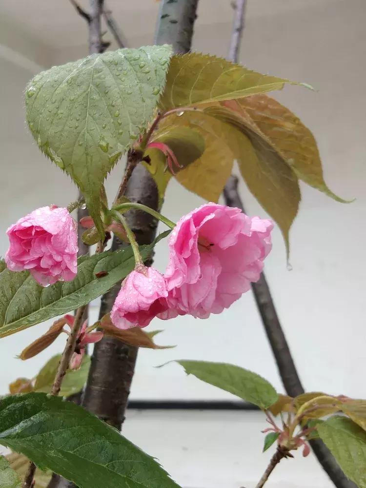 樱花雨飞儿乐队,樱花雨落