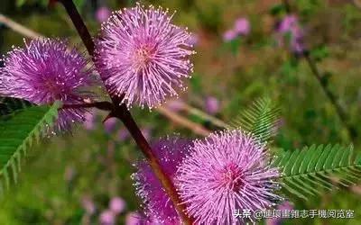 各种花的花语文案,花的花语100种