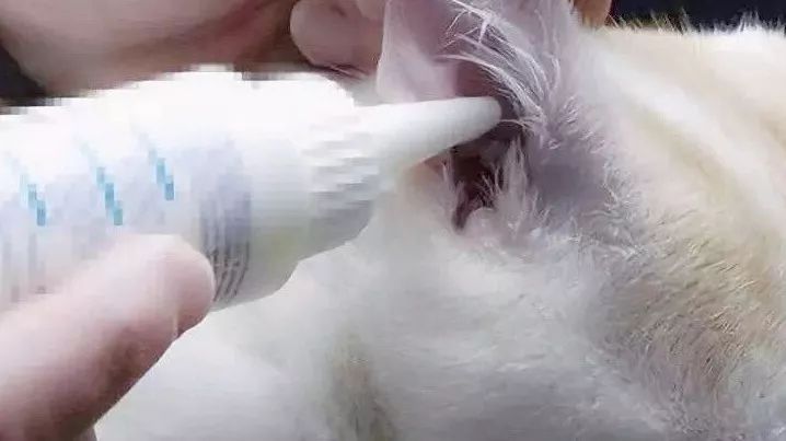 如何给猫咪清理耳螨硼酸,猫咪长耳螨用什么清洗