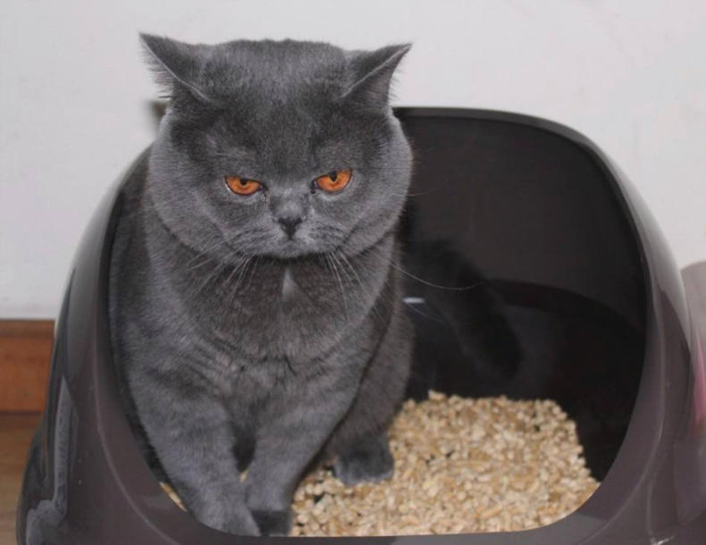 养猫家里味道突然很重怎么办,养猫后家里很臭怎么办