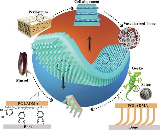 《AFM》光交联PGLADMA聚合物制备胶粘的Janus膜