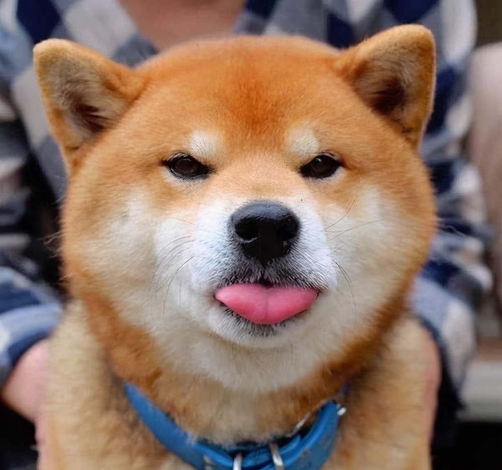 老瓶装新酒代表什么,老瓶装新酒是真的吗