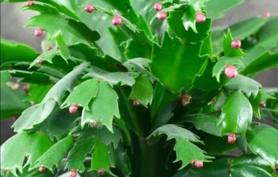 仙人指跟蟹爪兰一样养护吗,仙人指和蟹爪兰一样养吗