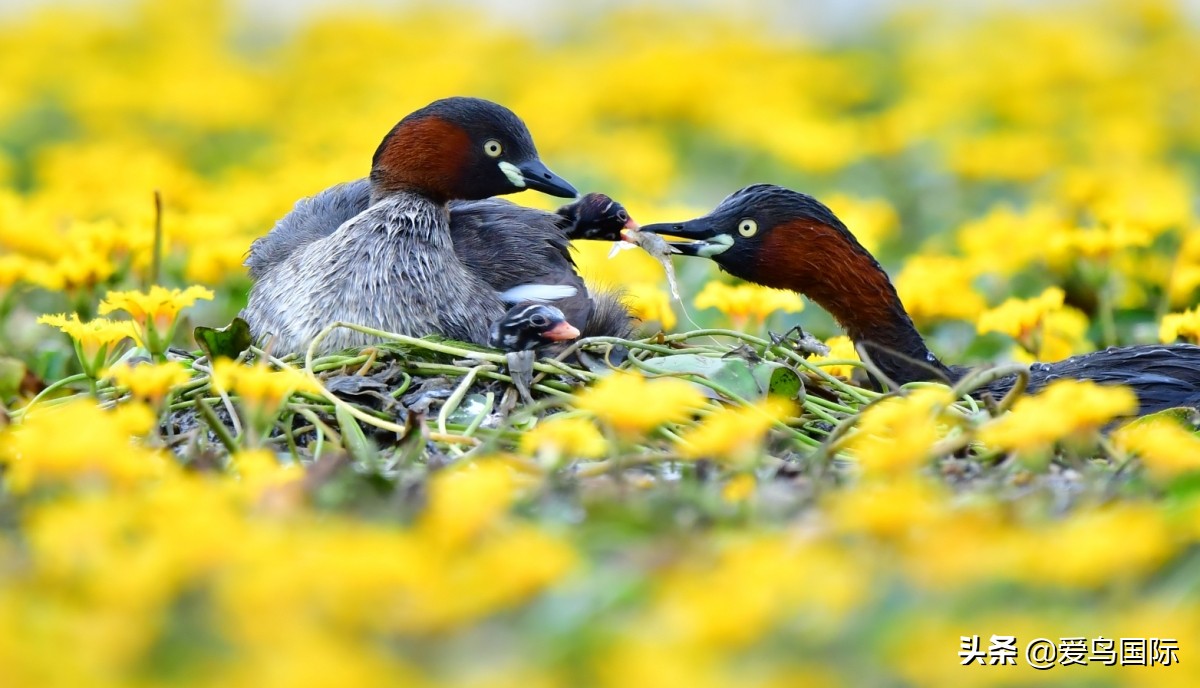 观鸟大年作品集,观鸟大年完整版