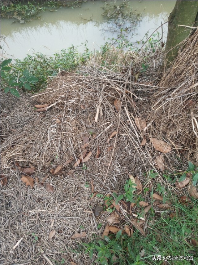 农作物的秸秆如何利用,秸秆要如何科学的处理