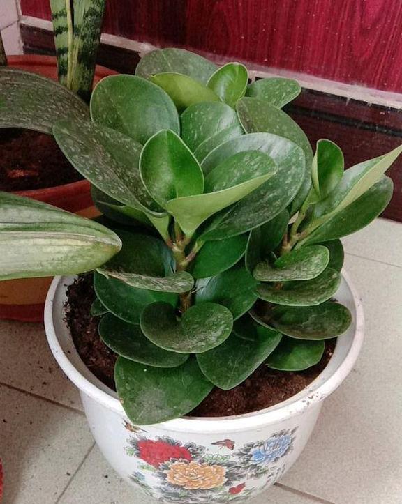 豆瓣绿黄叶怎么让它变绿,豆瓣绿盆栽叶子发黄掉落