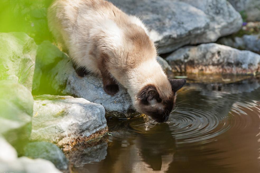 猫咪会因为天气变化不爱喝水吗,猫咪不爱喝水可以用针管喂吗