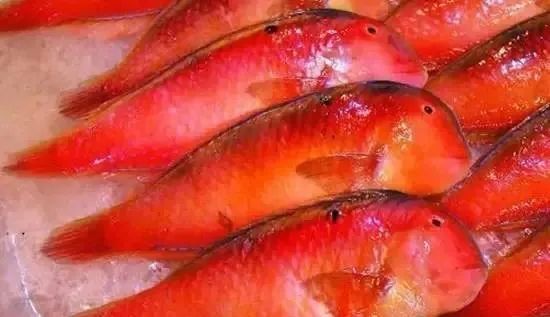 海鲜大全,最全海鲜冷知识