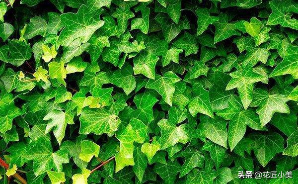 四季开花又耐寒的爬藤植物有哪些,好养的户外爬藤花卉植物有哪些