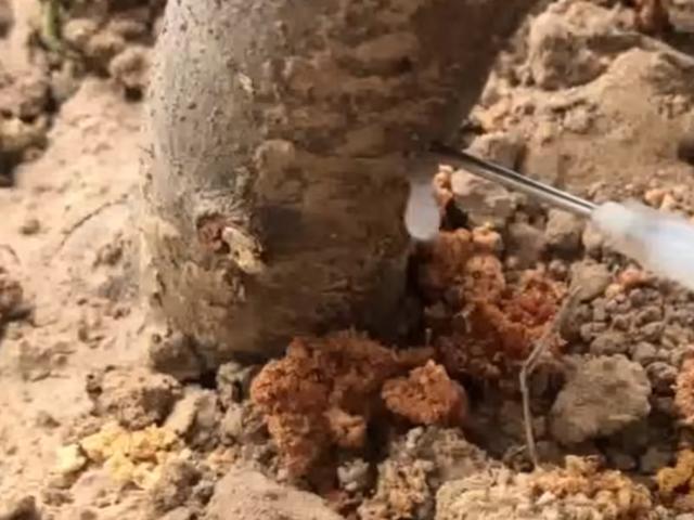 无花果树根被虫蛀了怎么治,无花果树枝被蛀空了怎么办