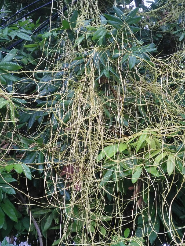 菟丝子的简介,菟丝子的民间叫法