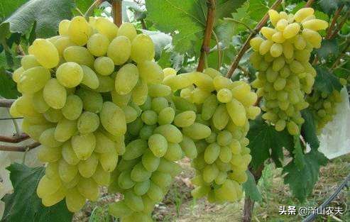 金手指葡萄如何种植,金手指与美人指葡萄哪个易种植