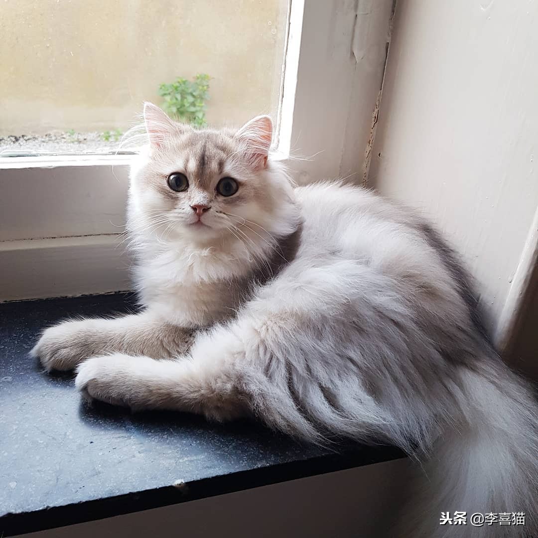 猫咪所有类型,猫咪哪个品种毛好摸又好养