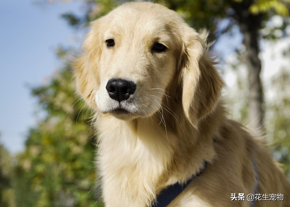 养金毛犬是养公的好还是母的好,金毛犬公的好养还是母的好养