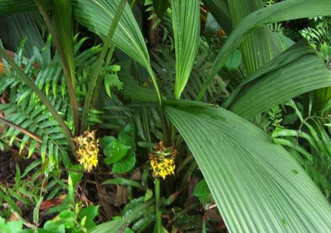 农村四季常青的野草,最值钱的野草排行榜