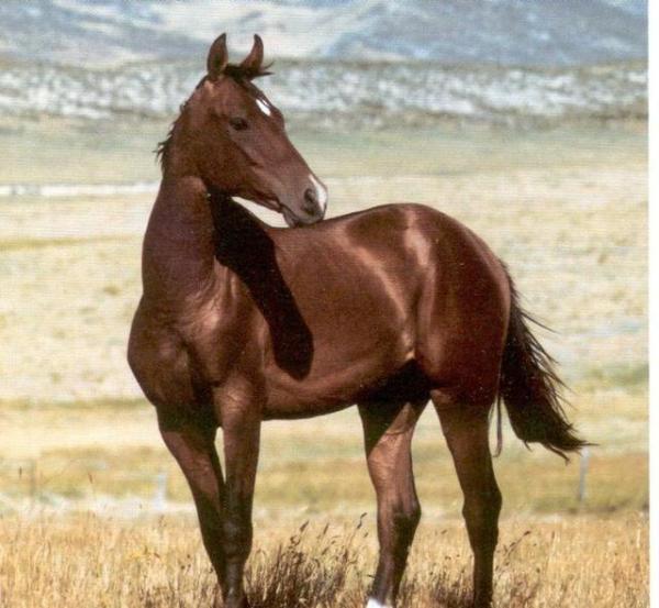 赵云三国名马排行,三国十大名马马超的马