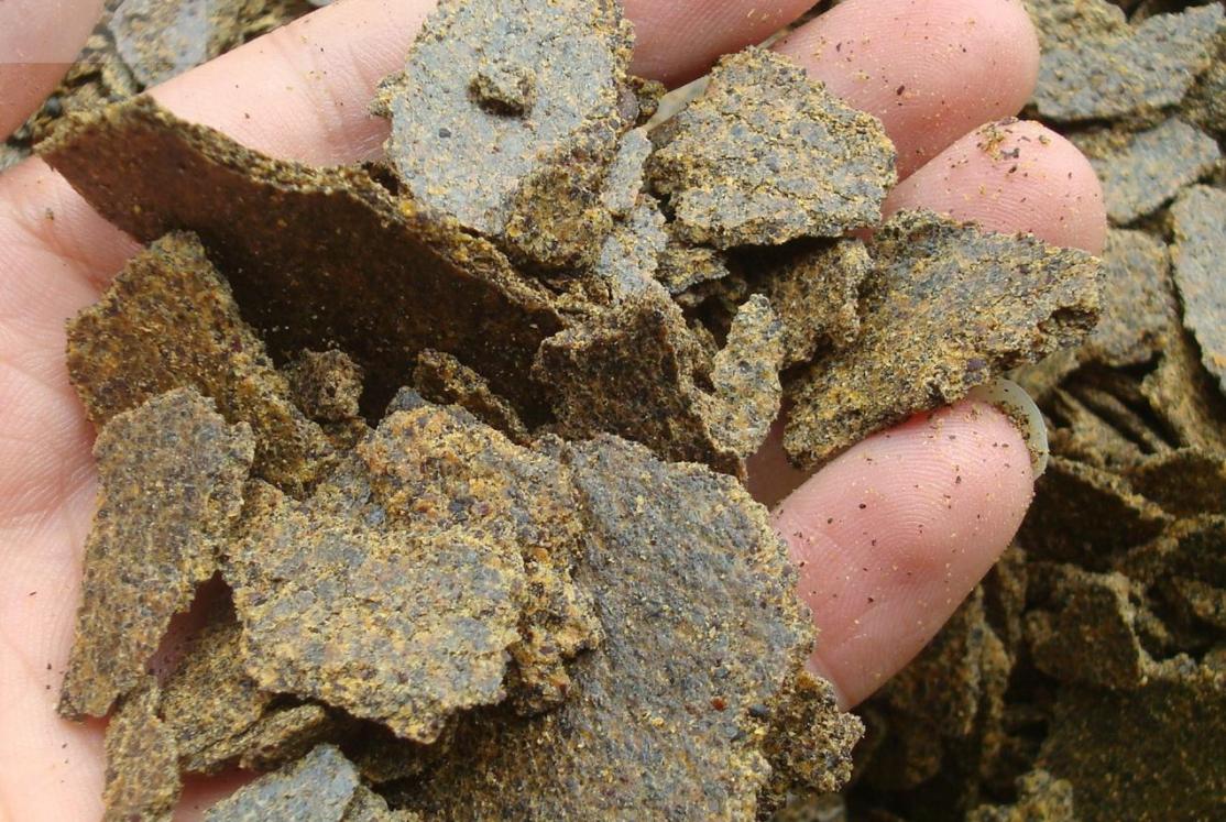 菜籽饼可以直接埋土里做花肥吗,菜籽饼发酵做肥料怎么做好吃