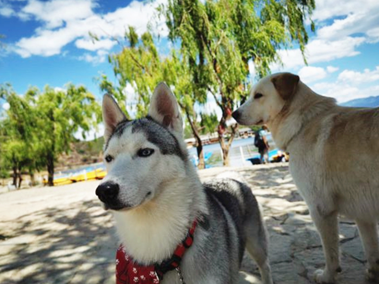 哈士奇辟谣,哈士奇不听话铲屎官拿出一样兵器