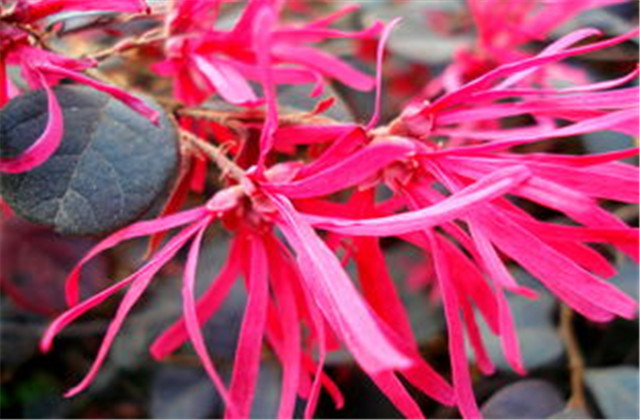 红檵木有多少种品种,檵木和红檵木的药用价值有啥区别