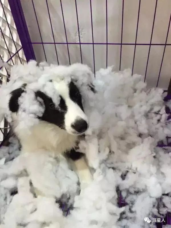 我养的边牧为什么看到谁都很热情,别以为边牧很好养