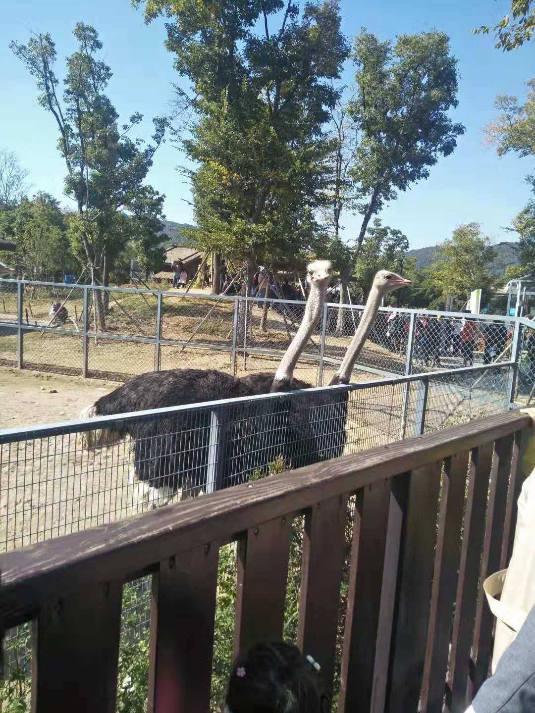 苏州上方山动物园,苏州上方山