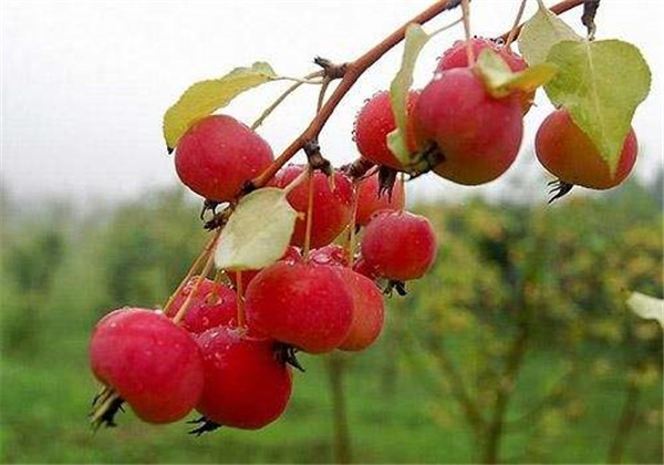 海棠果的栽培方法,海棠果熟了硕果累累