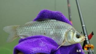 鱼不吃食怎么办可以用土霉素,鱼不吃食怎么办最快最有效