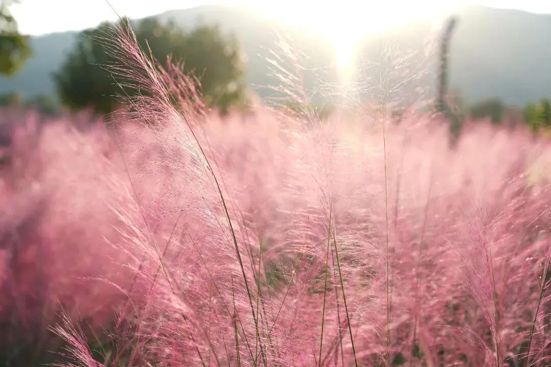 深圳花海公园地址在哪里,深圳中心河公园花海