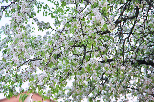 春游江淮请你来滁州版,春游江淮等您来