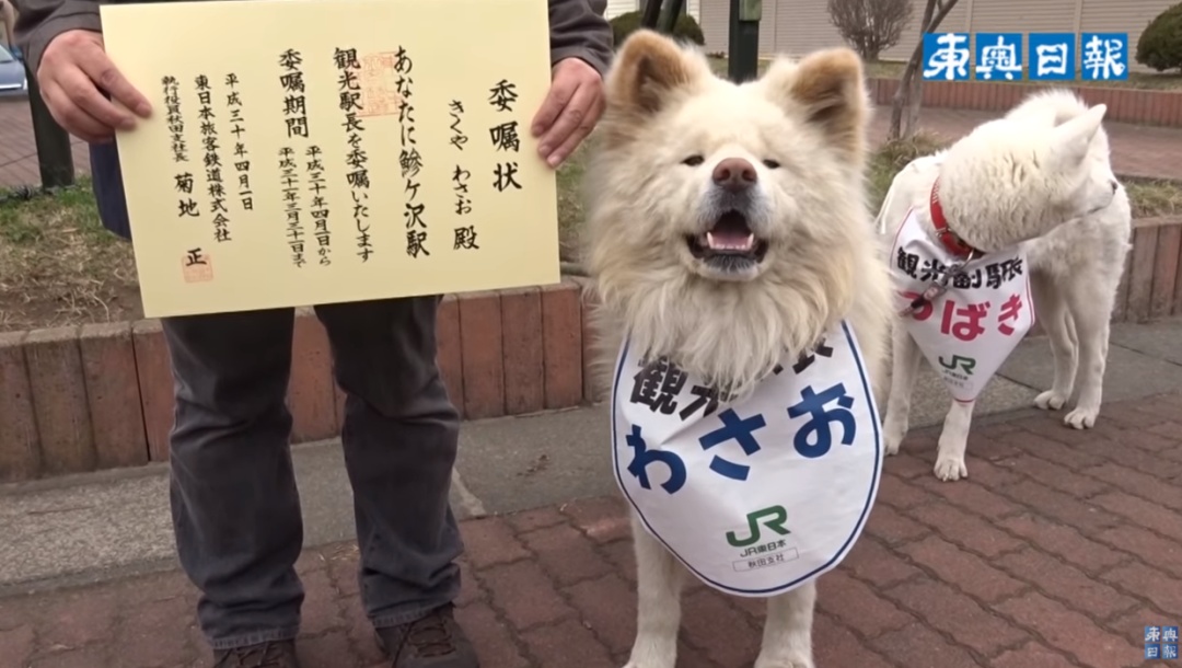 日本网红狗狗去世,日本狗死了