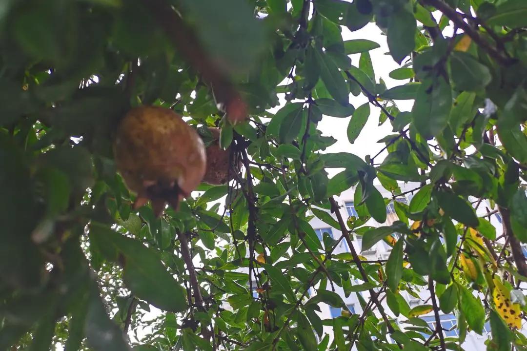 最美的风景美丽的校园,最美的风景就是校园