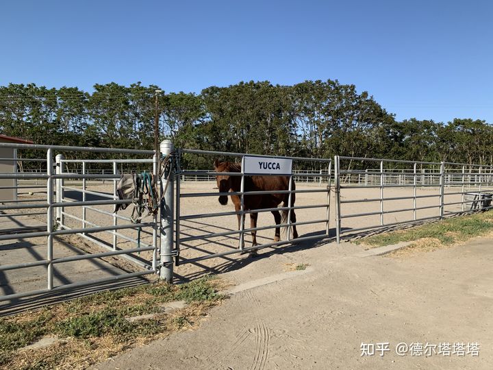 加州大学戴维斯分校和洛杉矶分校,加利福尼亚大学戴维斯分校qs