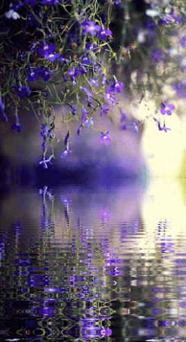 50张极致水中花美照！绝世千年！一次一张！（速看）