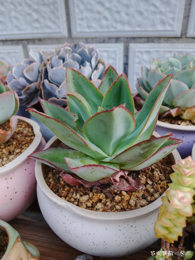 这才是多肉夏天该有的样子,多肉短期内颜值最高的时刻