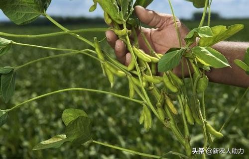 如何种黄豆最简单的种法,怎样种黄豆在家