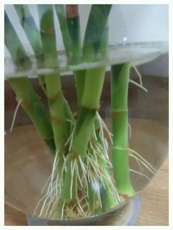 富贵竹黄叶不长根怎么回事,富贵竹黄叶不长根怎么办