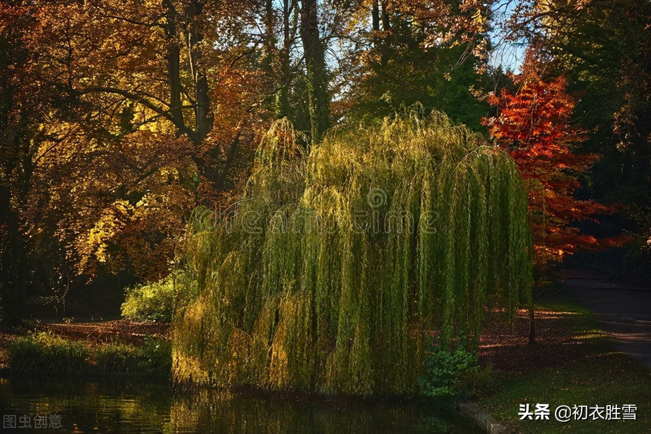 清美柔韧秋柳古诗四首，依旧明年二三月，小金山上看鹅黄