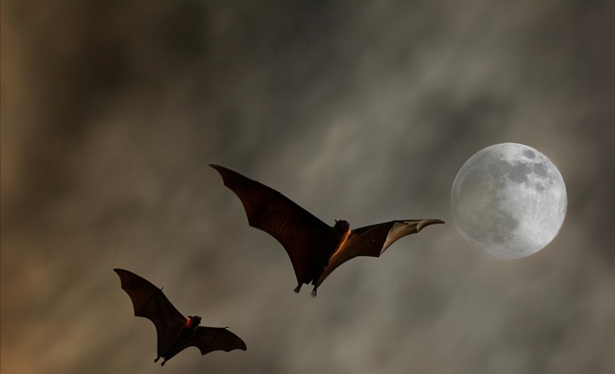 上海多名居民家中发现蝙蝠,家里进的蝙蝠会咬人吗