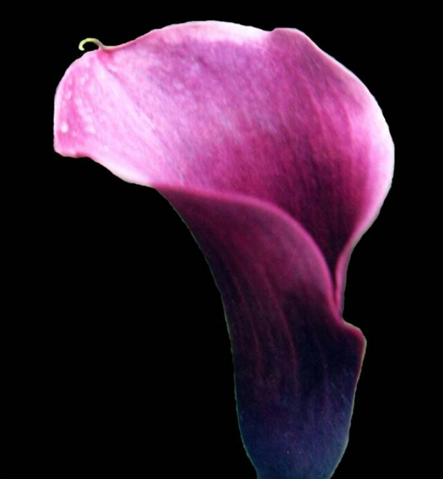 彩色马蹄莲怎么养爱开花图片,彩色马蹄莲夏季的养殖方法