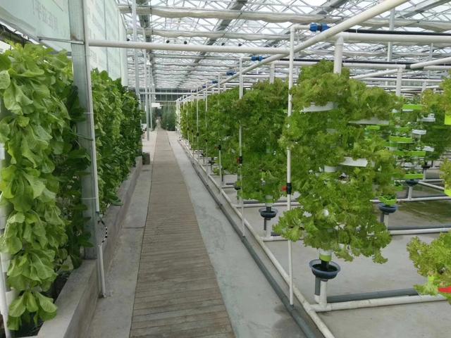 温室大棚种植常见的优点有哪些