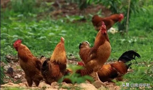 鸡甩头咳嗽是什么原因,鸡甩头咳嗽呼噜怎么治