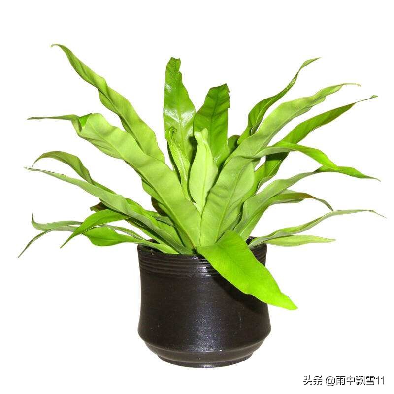 火炬鸟巢蕨黄叶怎么补救,鸟巢蕨叶片变黄有斑点什么原因