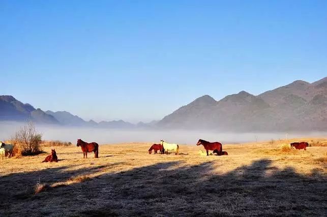 重庆各区县的特色美食,重庆美食最多的区县