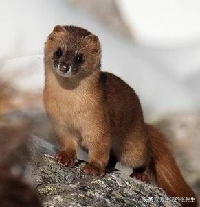 黄鼠狼为何不能杀有科学研究,科学证明黄鼠狼不能杀是真的吗