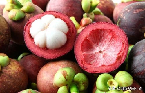 山竹种植方法全过程,山竹栽培技术要点有哪些