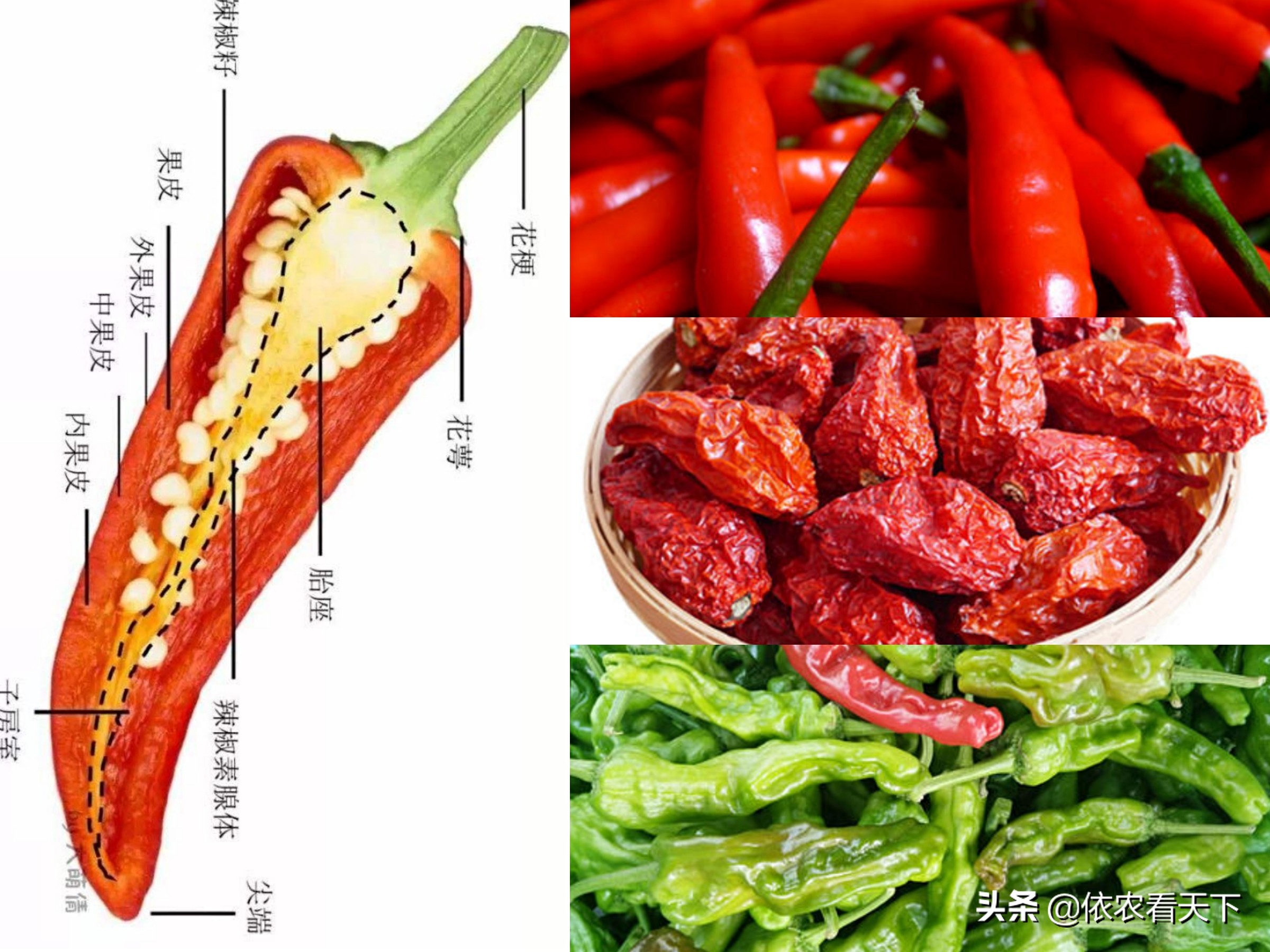 如何让种植的辣椒高产且更辣,辣椒怎么种植会越来越辣