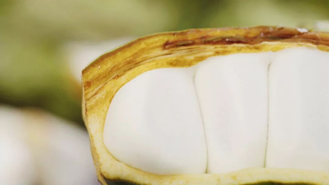 可乐是树上长的吗 (可乐可以长在树上吗)