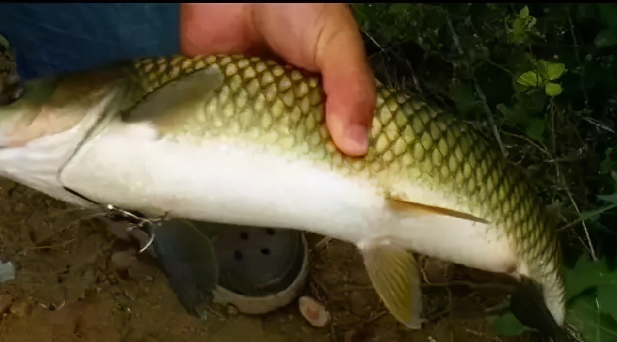 鱼身上哪里不宜吃鱼,鱼身上的什么部位不能碰